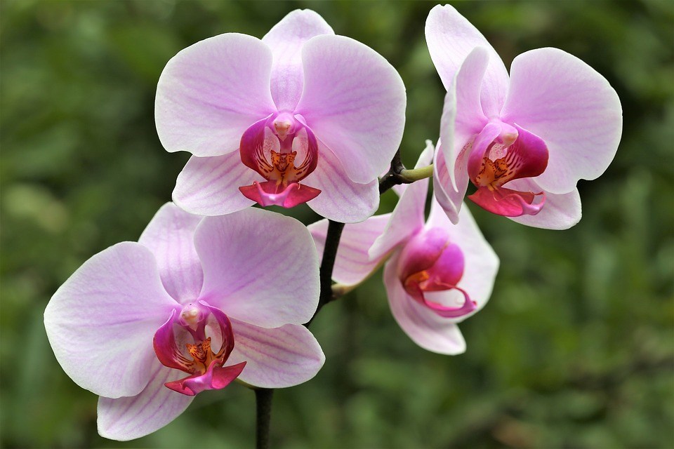 Orchidea fotók