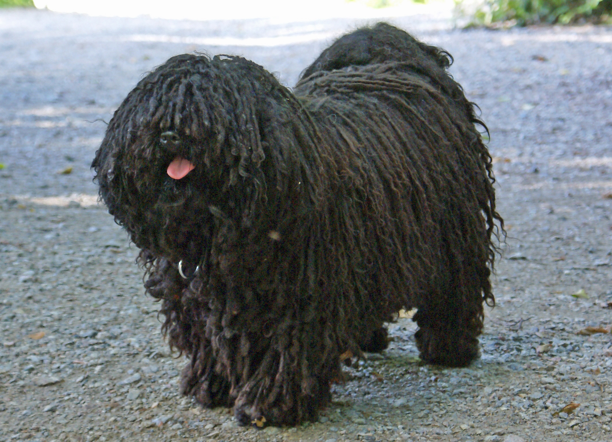 Puli, az ősi magyar kutyák egyike fotók