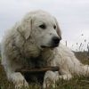Kuvasz elegáns őrző-védő kutya fotók