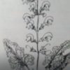 Zsálya – gyógyító növény. fotók