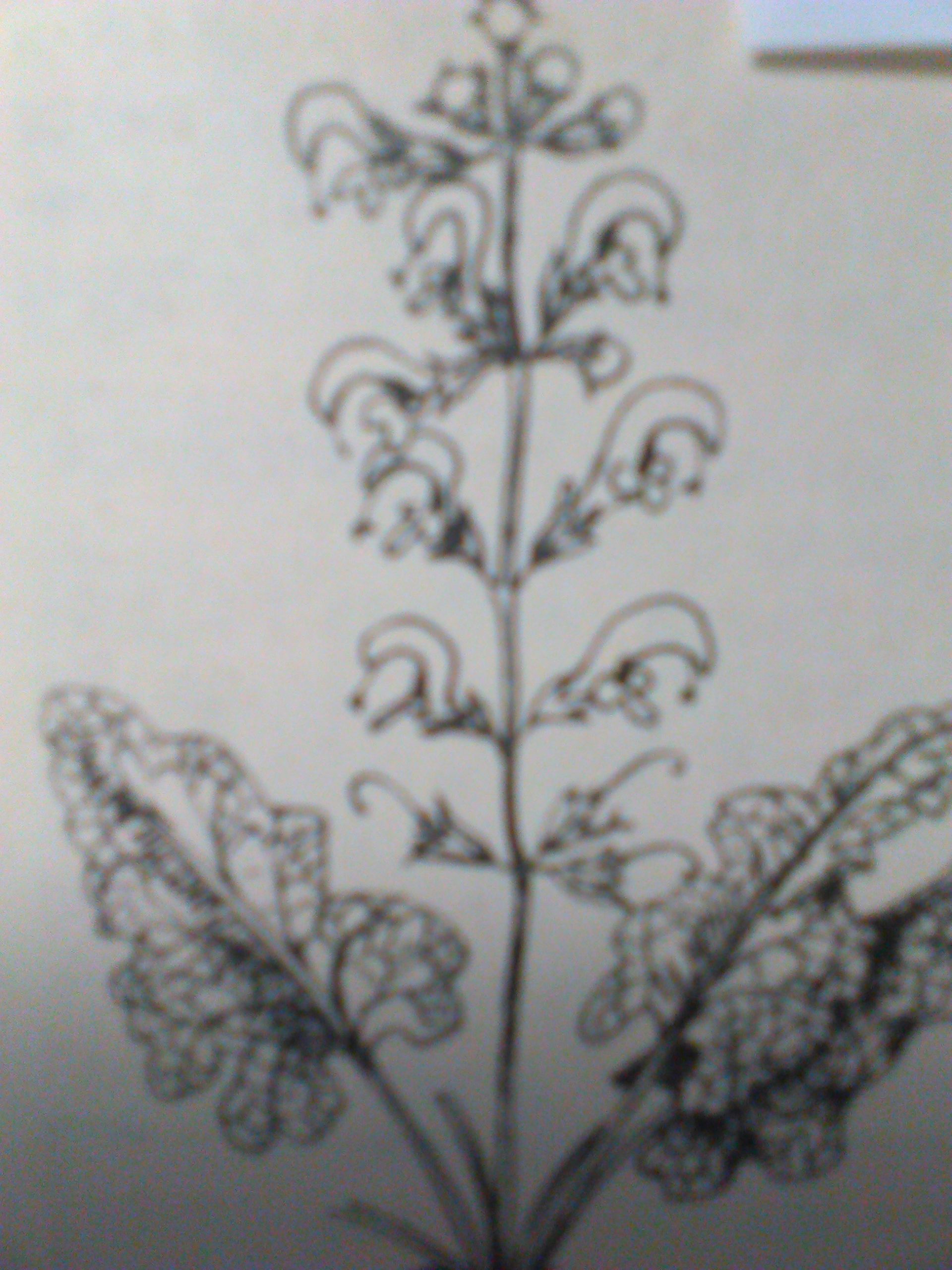 Zsálya – gyógyító növény. fotók
