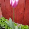 Hej tulipán – tulipán, te gyönyörű szép virág. fotók