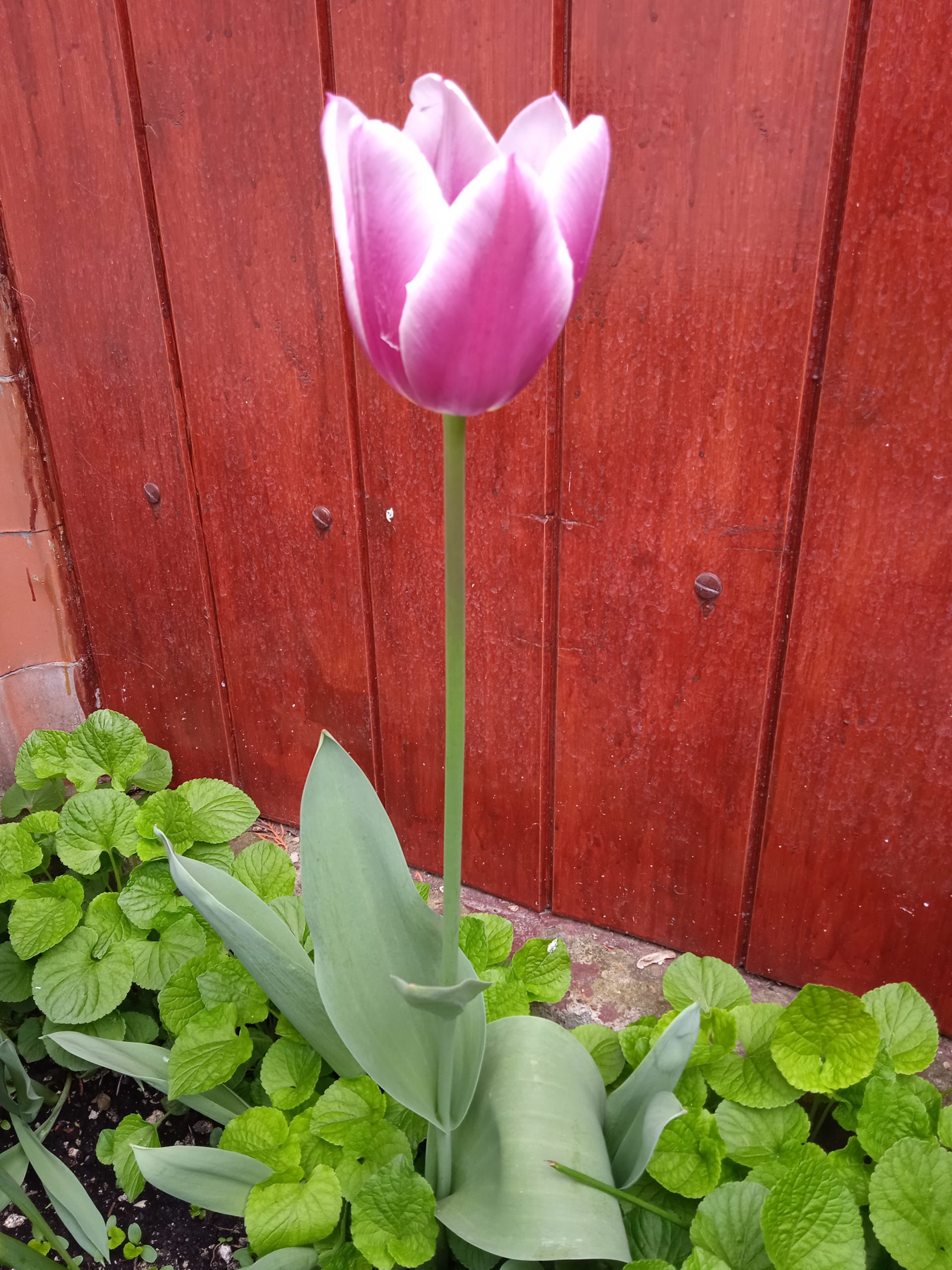 Hej tulipán – tulipán, te gyönyörű szép virág. fotók